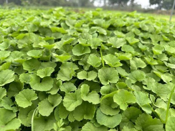 Bột Rau Má Đậu Xanh Hữu Cơ – Hằng Organic hộp 20 gói x 10gr