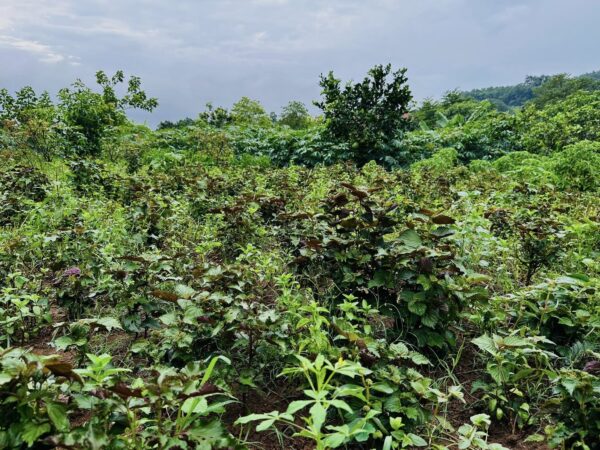 Tía tô sấy hữu cơ