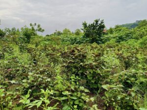Tía tô sấy hữu cơ