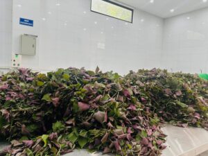 Tía tô sấy hữu cơ