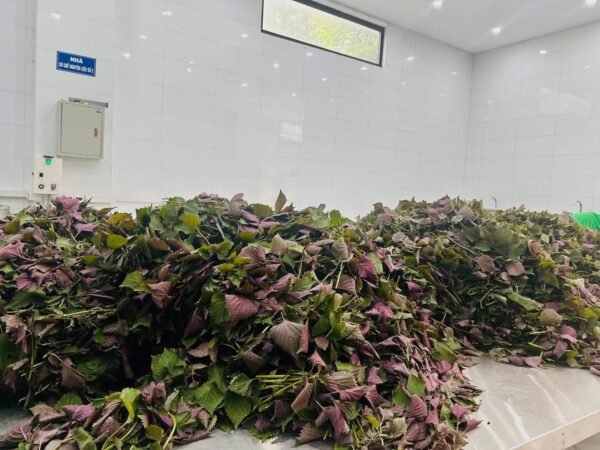 Tía tô sấy hữu cơ