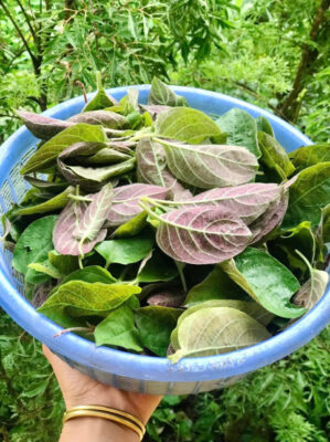 CÔNG THỨC BÀI LÁ MƠ+ MẬT ONG+ NƯỚC DỪA ĐỘ MẠNG