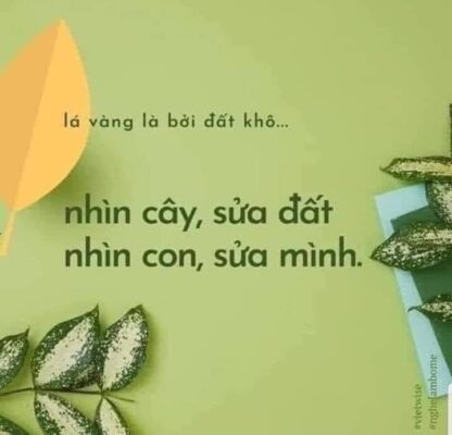 NHÌN CÂY SỬA ĐẤT, NHÌN CON SỬA MÌNH